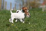 JACK RUSSEL 092